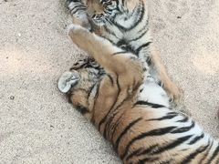 -北京野生动物园