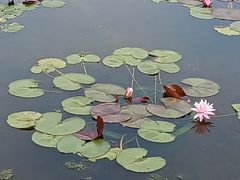 -莲花池公园