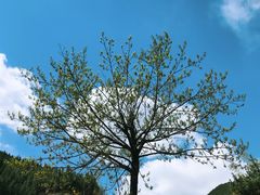 -黄花溪