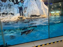 -帝企鹅自助餐厅•儿童岛•真企鹅(长隆企鹅酒店)