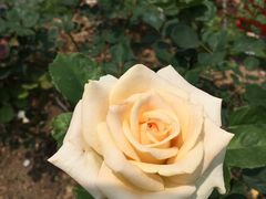 -人民公园(罗湖区)