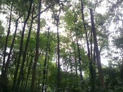 -峨眉山报国寺