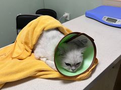 -乐派堂宠物医院·猫友好· 心脏科(东街店)