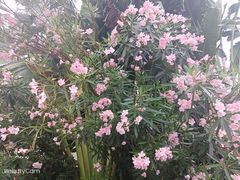 -碧桂园润杨溪谷温泉酒店