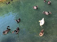 -长白岛森林公园