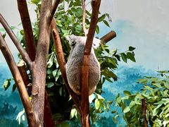 -广州长隆野生动物世界