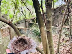 -上海佘山国家森林公园天马山园