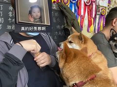 -柴犬高等学院·狗咖·柴犬售卖·宠物训练