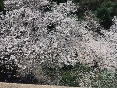 -武汉大学-樱园