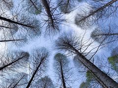 -黄海国家森林公园