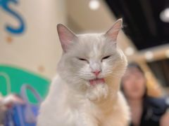 -藏猫猫咖啡主题馆(中央大道店)