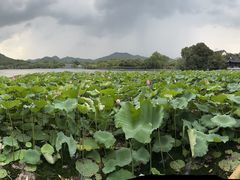 -西湖游船