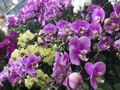 -宝鸡东道花鸟鱼虫市场(吉利花园商场店)