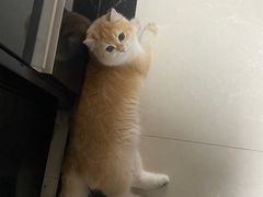 -lincat·猫舍(广州店)