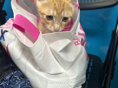 -康爱犬猫诊所·牙专科·骨外科·影像内科(丰宁店)