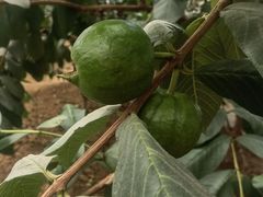 -北戴河集发农业梦想王国