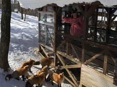 -宫城藏王狐狸村