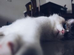 -喵zoo家庭繁育猫舍(尖东智能花园店)