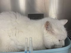 -瑞派长江宠物医院·猫科·外科·24小时夜护(谊城公寓分院)