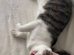 -天使宠物医院·犬猫分诊(彩虹店)