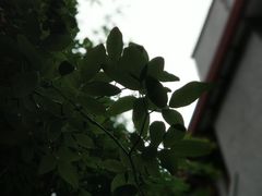 -上海孙中山故居纪念馆