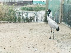 -盐城丹顶鹤湿地生态旅游区