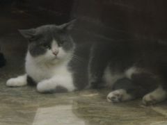 -猫咪博物馆(顶澳仔猫街店)