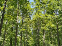 -黄海国家森林公园