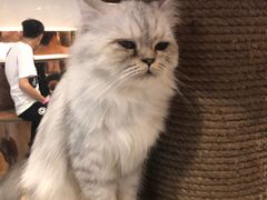 -more than meow吴止猫主题餐厅(承德 中船汇店)