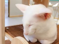 -飞行喵MR PILOT|猫舍·猫咖(静安大融城店)