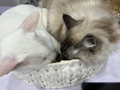 -喵的天空名猫咖啡馆·撸猫·猫舍·用品