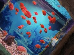-西安曲江海洋极地公园