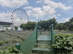 -百万葵园