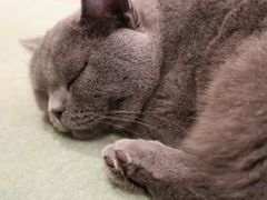 -CAT’S MEWSTAR CAFE·喵星球猫屋(晴湾咖啡店)