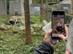 -都江堰中华大熊猫苑
