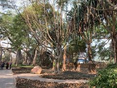 -瑞丽独树成林风景区