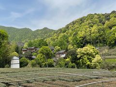 -龙坞茶村