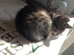 睡着了の喵星人-海边的猫和咖啡馆