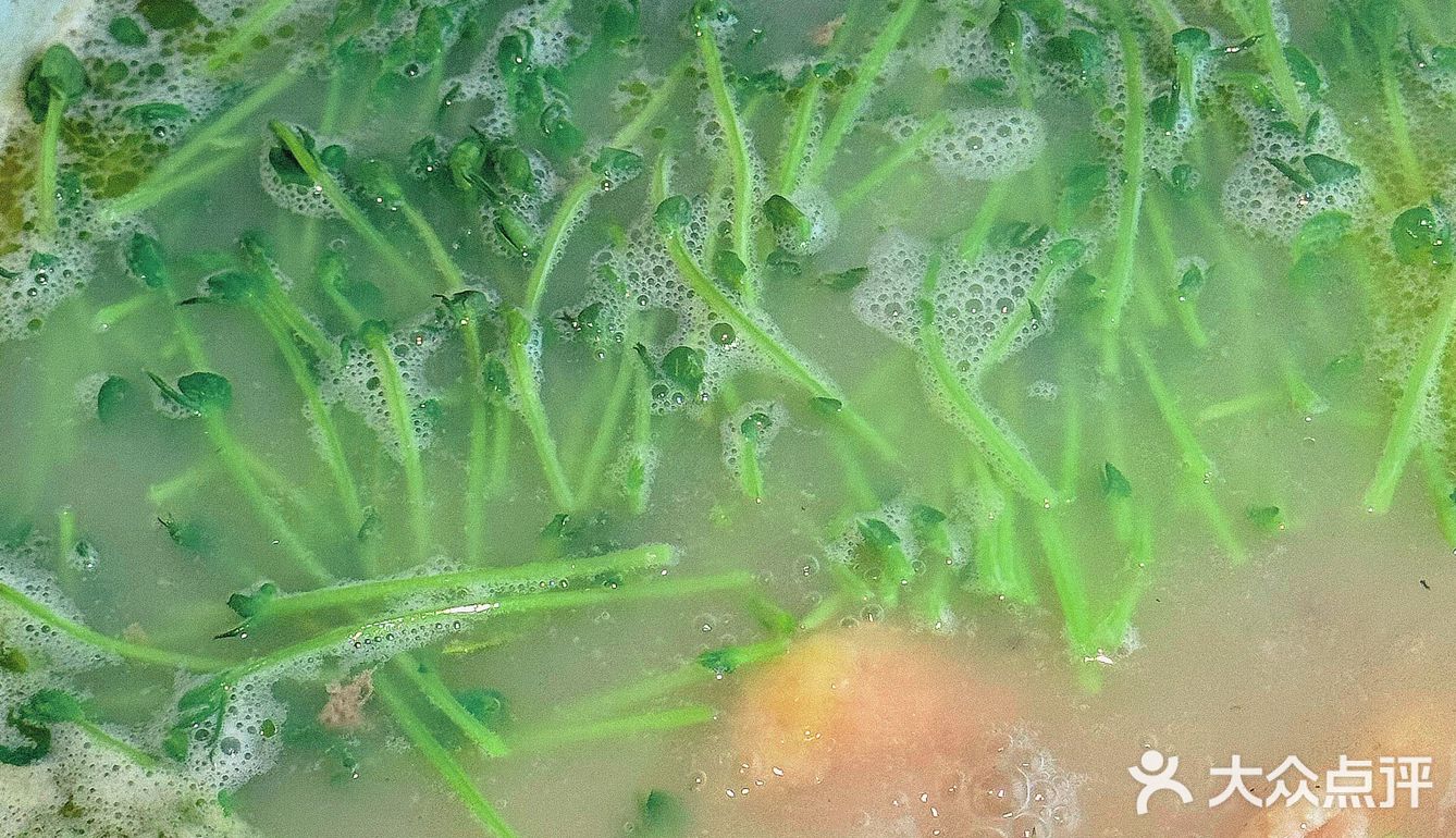 猪肚鸡汤烫野菜｜一口“栽”进春天里