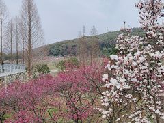 -无锡梅园公园