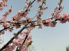 -大兴滨河森林公园