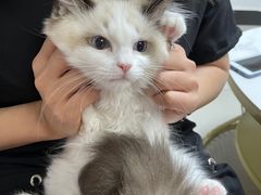 -lincat·猫舍(广州店)