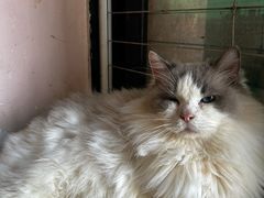 -楼上猫咖(罗湖店)