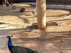 -石家庄市动物园