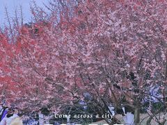 -秀丽东方