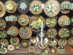 -双季花艺园艺市场(浦东店)