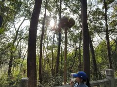 -灵岩山风景区