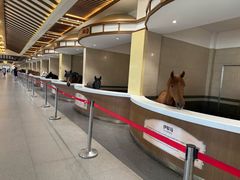 -中国马镇舞马世界主题乐园