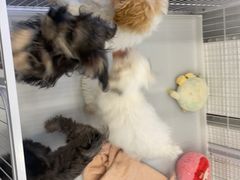 -有喵·猫咖·狗咖·30几只猫10只小狗(岗厦店)