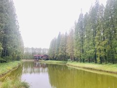 -黄海国家森林公园